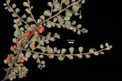 Cotoneaster horizontalis: Ventral view of branch.
 Image: D. Glenny © Landcare Research 2017 CC BY 3.0 NZ